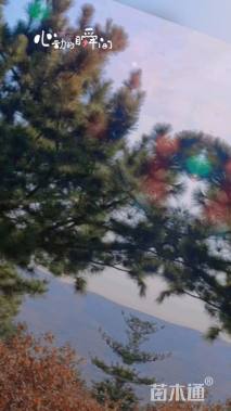 高度800厘米黑松