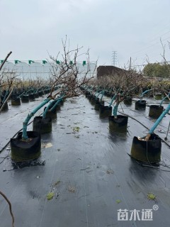 200厘米紫藤