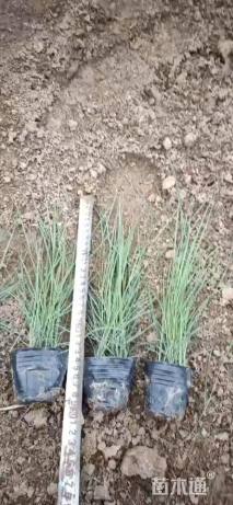 高度25厘米粉黛乱子草