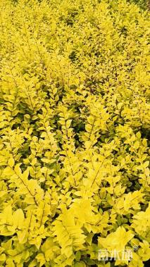 高度30厘米金叶女贞