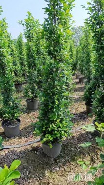 高度180厘米火山榕