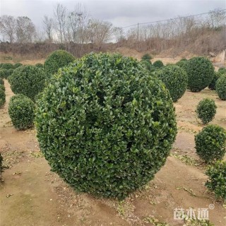 冠幅120厘米冬青球