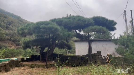 高度200厘米油松