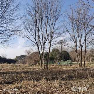高度900厘米丛生三角枫
