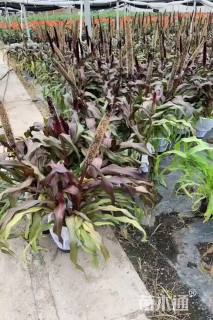 高度40厘米观赏谷子