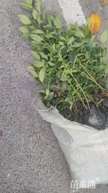 高度40厘米地中海荚迷