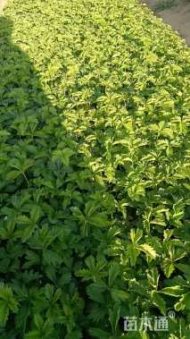 高度10厘米委陵菜