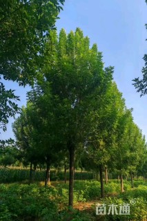 14公分速生白蜡