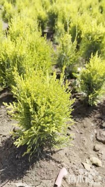 高度40厘米洒金柏