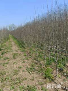 高度200厘米丛生木槿