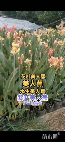 高度20厘米美人蕉