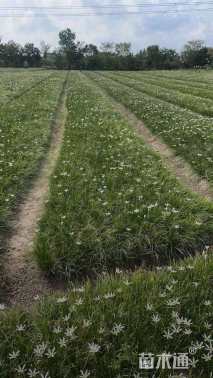 高度25厘米葱兰