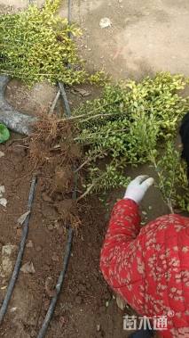 冠幅20厘米瓜子黄杨球