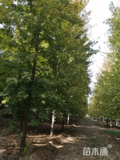 15公分美国红枫