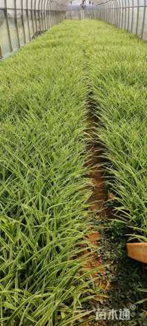 高度25厘米银边吊兰