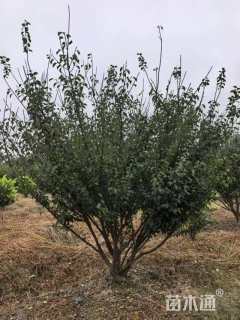 10公分(5杆)丛生红梅