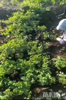 高度20厘米耧斗菜