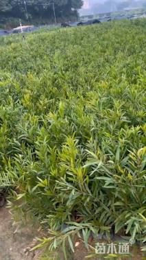 1公分台湾相思树