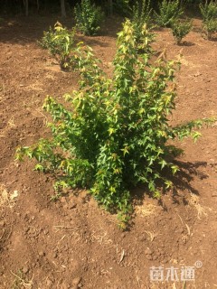 高度150厘米丛生三角枫