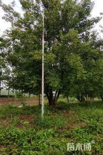 高度800厘米丛生三角枫