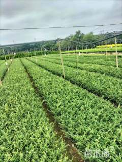 高度40厘米龟甲冬青