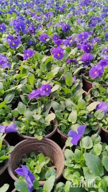 高度25厘米三色堇