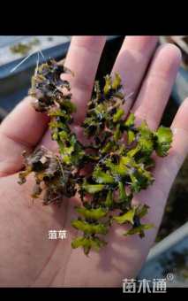 高度10厘米菹草