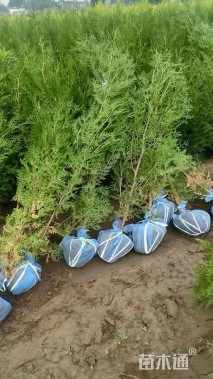 高度100厘米红王子锦带