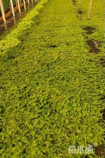 高度10厘米过路黄