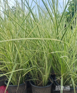 高度40厘米花叶芒