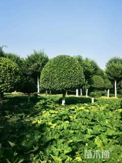 10公分高杆卫矛球