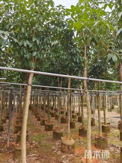 7公分紫花风铃木