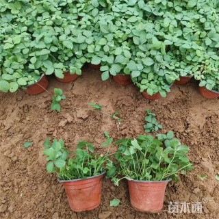 高度25厘米蛇莓