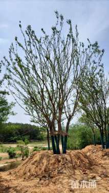 95公分(4杆)丛生朴树