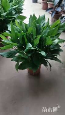 高度40厘米万年青