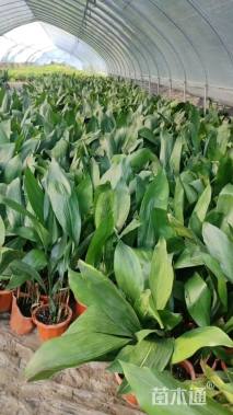 高度60厘米一叶兰