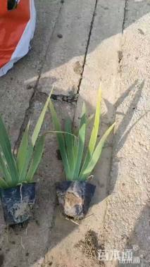 高度20厘米鸢尾