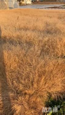 高度80厘米画眉草