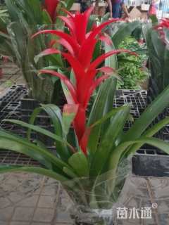 高度50厘米吉利红星