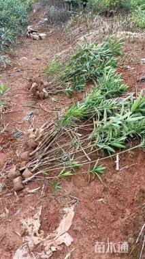 高度100厘米粉花夹竹桃