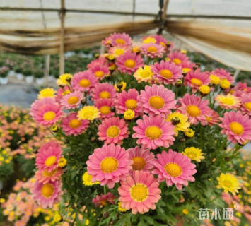 高度35厘米玛格丽特花