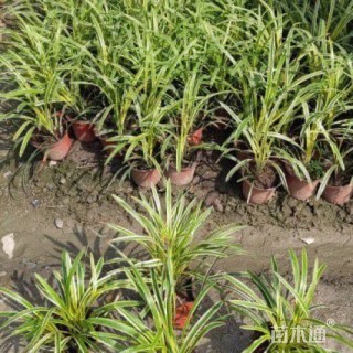 高度25厘米金边阔叶麦冬