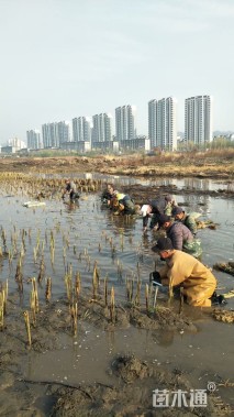 高度20厘米芦苇