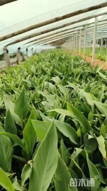 高度25厘米水生美人蕉