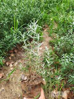 高度30厘米沙棘小苗