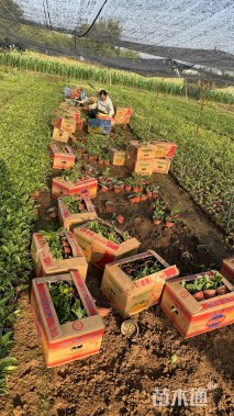 高度12厘米金边玉簪