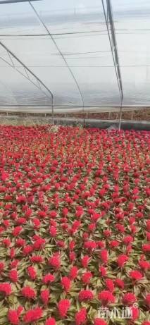 高度15厘米鸡冠花