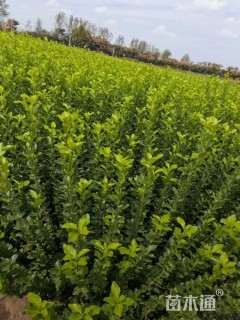 高度50厘米胶东卫矛