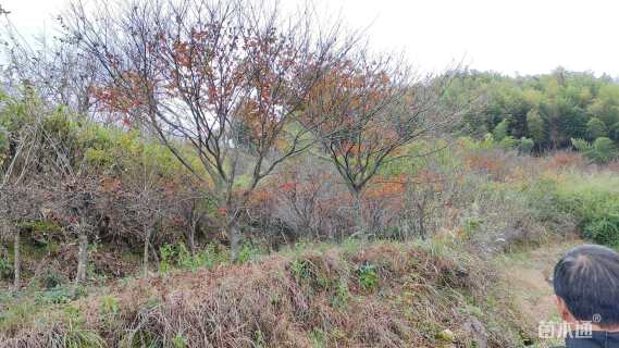 12公分中国红枫