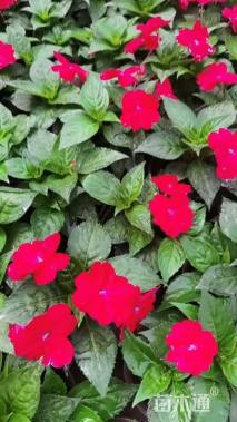 高度15厘米新几内亚凤仙